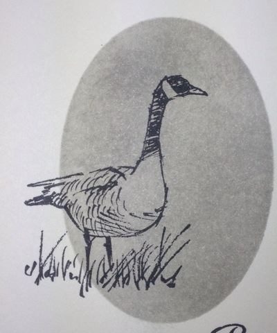 close up wetlands goose