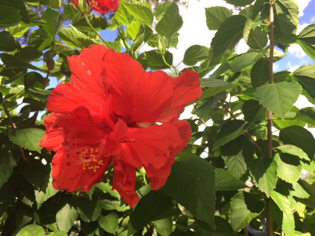 Hibiscus in Orlando FL